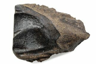 Fossil Triceratops Shed Tooth - Wyoming #376788