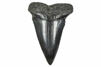 Fossil Broad-Toothed Mako Tooth - South Carolina #376000