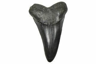 Fossil White Shark Tooth - South Carolina #376004