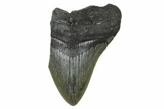 Partial Fossil Megalodon Tooth - South Carolina #376011