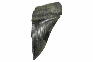 Partial Fossil Megalodon Tooth - Serrated Edge #376042