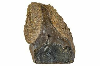 Fossil Triceratops Shed Tooth - Wyoming #376630