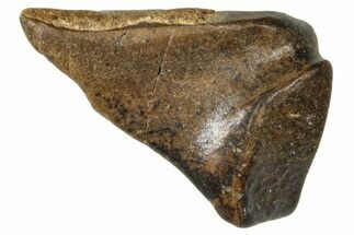 Fossil Triceratops Shed Tooth - Wyoming #376648
