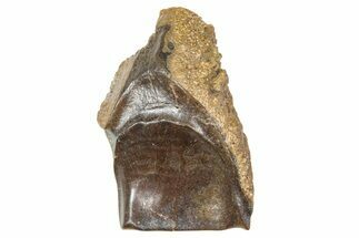 Fossil Triceratops Shed Tooth - Wyoming #376854
