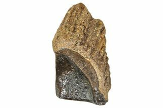 Fossil Triceratops Shed Tooth - Wyoming #376863