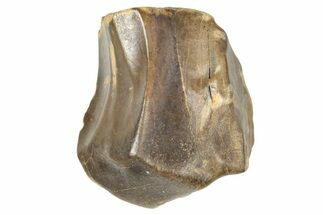 Fossil Triceratops Shed Tooth - Montana #376868