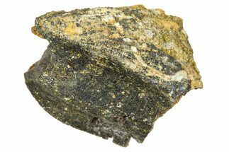 Fossil Triceratops Partial Tooth Crown - Montana #376877