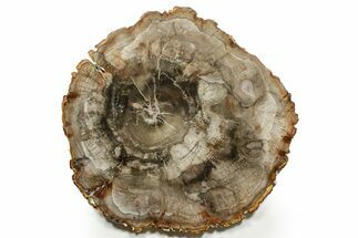 Polished Petrified Wood (Araucaria) Round - Madagascar #376819