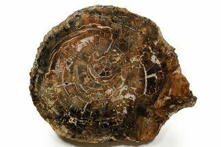 Polished Petrified Wood (Araucaria) Round - Madagascar #376820