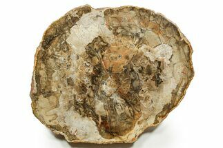 Polished Petrified Wood (Araucaria) Round - Madagascar #376823