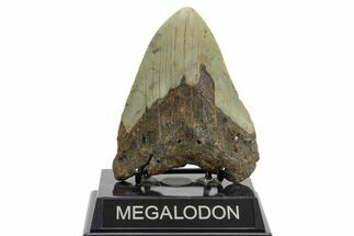 Fossil Megalodon Tooth - North Carolina #376927