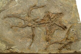 Wide Plate Of Fossil Brittle Stars & Starfish #376928