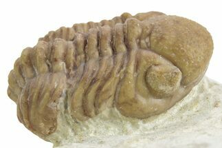 Kainops Trilobite - Black Cat Mountain, Oklahoma #376949
