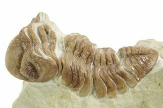 Kainops Trilobite - Black Cat Mountain, Oklahoma #376950