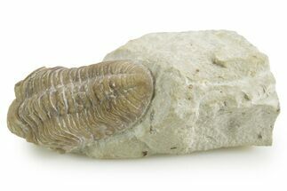 Kainops Trilobite - Black Cat Mountain, Oklahoma #376955