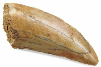 Serrated Raptor Tooth - Real Dinosaur Tooth #376400
