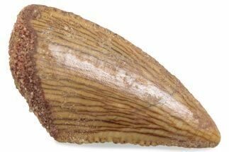 Serrated Raptor Tooth Tip - Real Dinosaur Tooth #376401