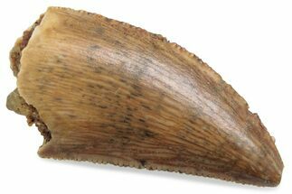 Serrated Raptor Tooth - Real Dinosaur Tooth #376408