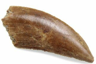 Serrated Raptor Tooth - Real Dinosaur Tooth #376436