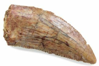 Serrated Raptor Tooth - Real Dinosaur Tooth #376438