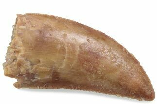 Serrated Raptor Tooth - Real Dinosaur Tooth #376440