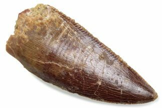 Serrated Raptor Tooth - Real Dinosaur Tooth #376452