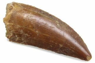 Serrated Raptor Tooth - Real Dinosaur Tooth #376454