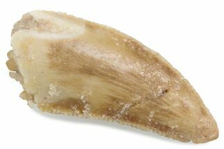 Bargain Raptor Tooth - Real Dinosaur Tooth #376455