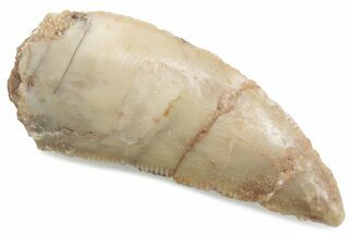 Serrated Raptor Tooth - Real Dinosaur Tooth #376467