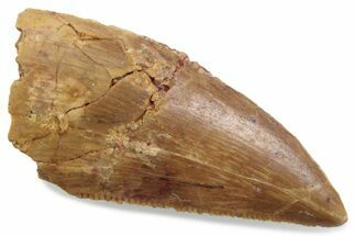 Serrated Raptor Tooth - Real Dinosaur Tooth #376468