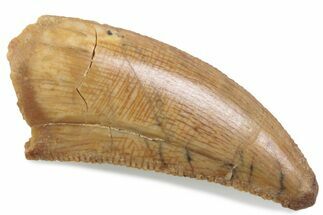 Serrated Raptor Tooth - Real Dinosaur Tooth #376469