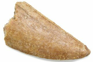 Serrated Raptor Tooth - Real Dinosaur Tooth #376471