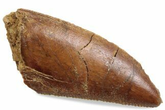 Serrated Raptor Tooth - Real Dinosaur Tooth #376501