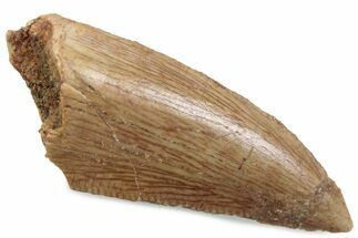 Serrated Raptor Tooth - Real Dinosaur Tooth #376518