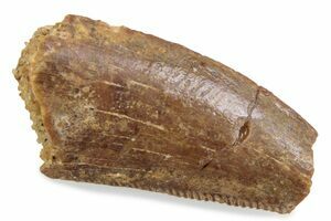 4 Unidentified Dinosaur/Reptile Vertebrae & Limb Bone - Kem Kem