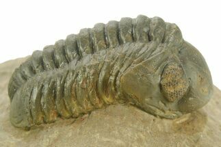 Detailed Reedops Trilobite - Atchana, Morocco #377000
