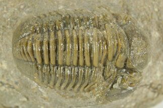 Bargain, Gerastos Trilobite Fossil - Morocco #377251