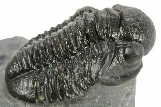 Detailed Gerastos Trilobite Fossil - Morocco #377254