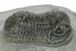 Detailed Gerastos Trilobite Fossil - Morocco #377257