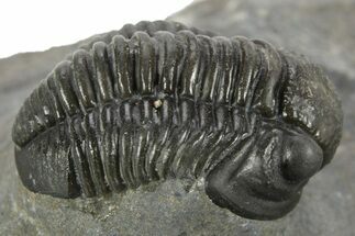 Curled Proetid (Gerastos) Trilobite Fossil - Morocco #377260