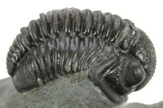 Curled Proetid (Gerastos) Trilobite Fossil - Morocco #377263