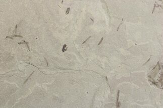 Crane Fly (Tipulidae) Mortality Plate - Green River Formation #377051