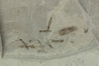 Eocene Fossil Cricket and Crane Fly - Green River Formation #377089