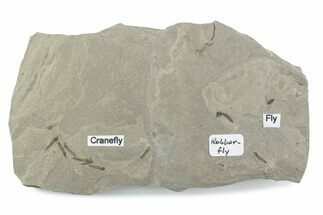 Fossil Insect (Robber Fly, Crane Flies & Flies) Mortality Plate #377171