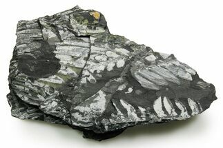 Fossil Seed Fern (Alethopteris) Plate - Pennsylvania #377485