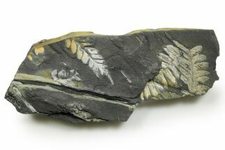 Fossil Seed Fern (Alethopteris & Pecopteris) Plate - Pennsylvania #377490