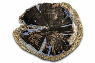 Petrified Wood (Schinoxylon) Round - Blue Forest, Wyoming #377515