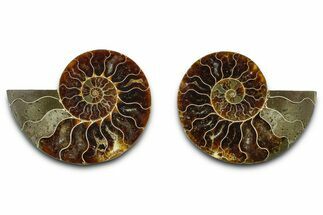 Cut & Polished Ammonite Fossil - Madagascar #377520