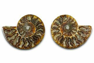 Cut & Polished Ammonite Fossil - Madagascar #377522