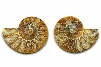 Cut & Polished Ammonite Fossil - Madagascar #377524
